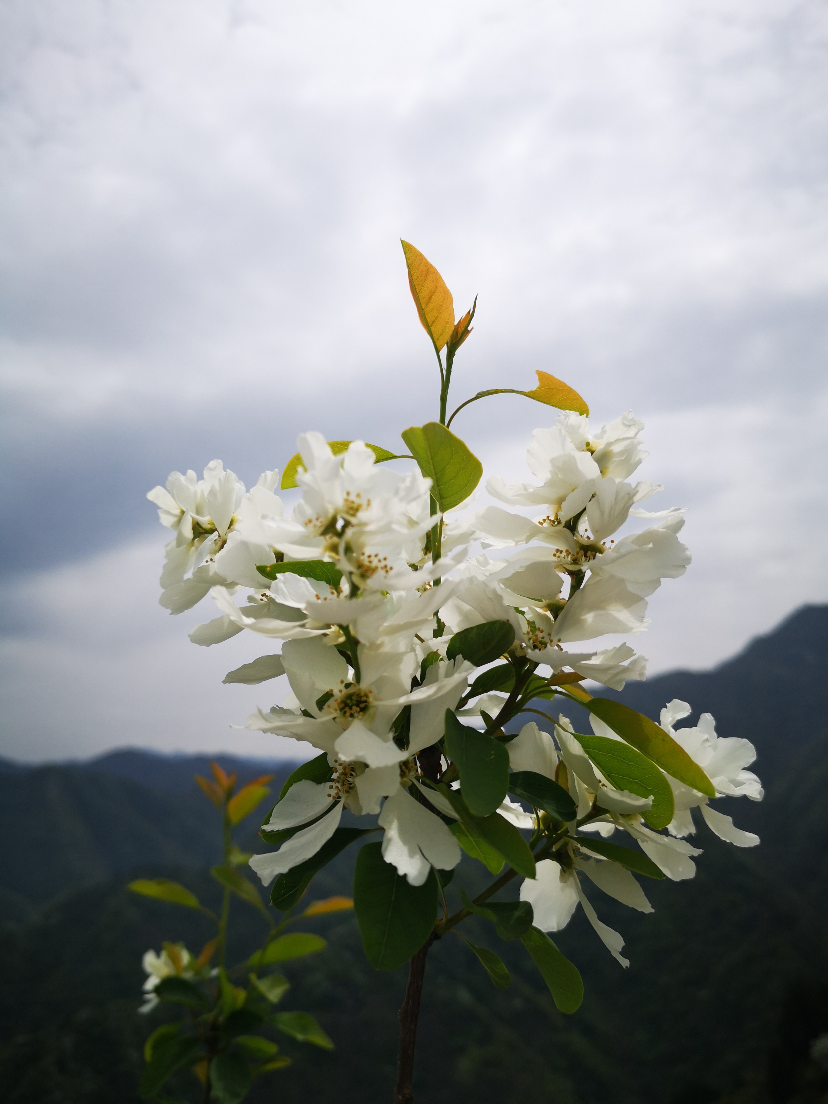 周内赶子午峪凤凰岭白鹃梅大集,人如潮花如海,垃圾也漫山遍野