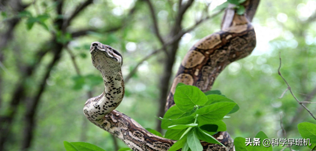 黑龙江大蛇潜水吃上千斤鱼明明是热带巨蟒为何会出现在东北