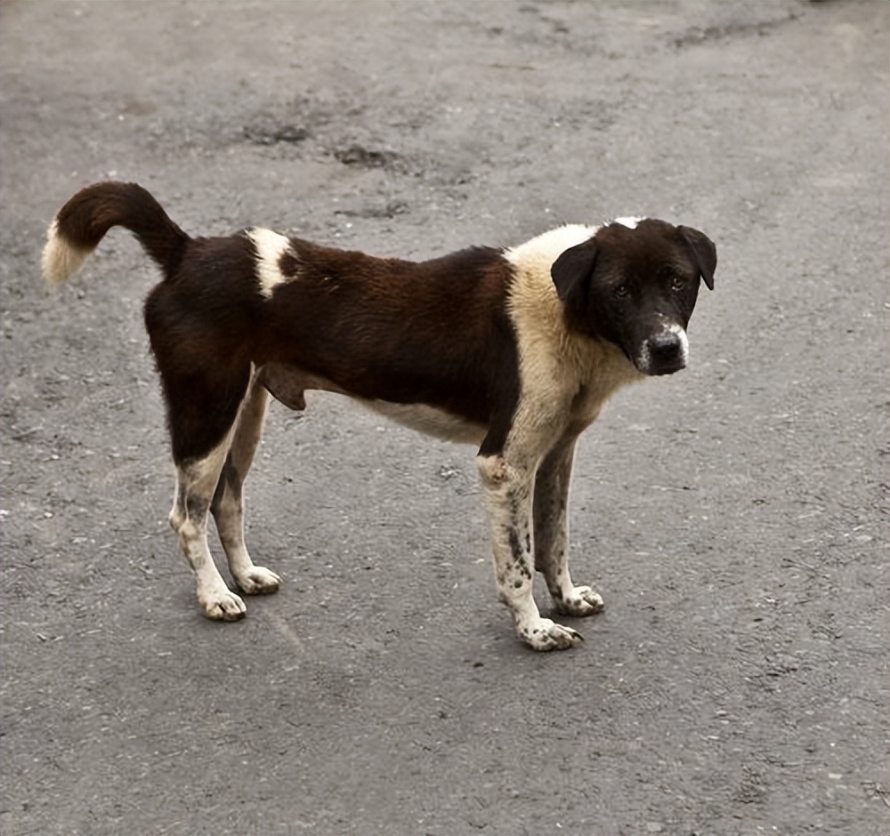 为什么狗狗"离家出走"后,就不愿再回家了?背后的真相来了