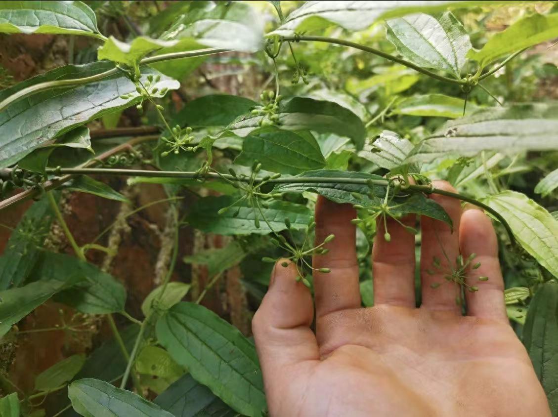 牛尾蕨 植物图片图片