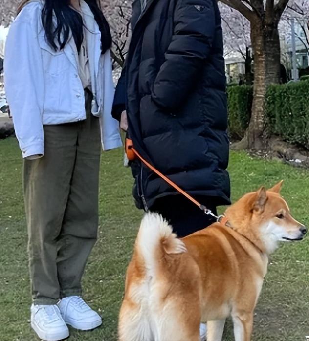 1998年美国一杂交犬深夜将女主人折磨致死调查后原因令人心酸