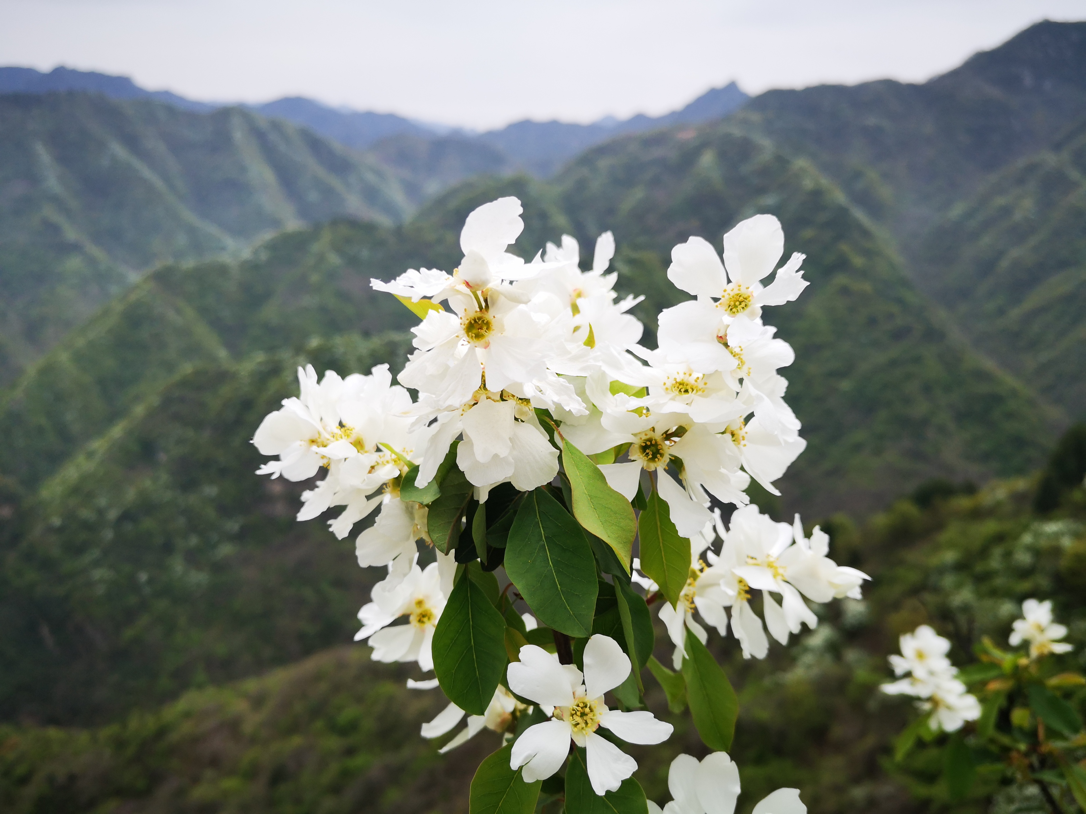周内赶子午峪凤凰岭白鹃梅大集,人如潮花如海,垃圾也漫山遍野