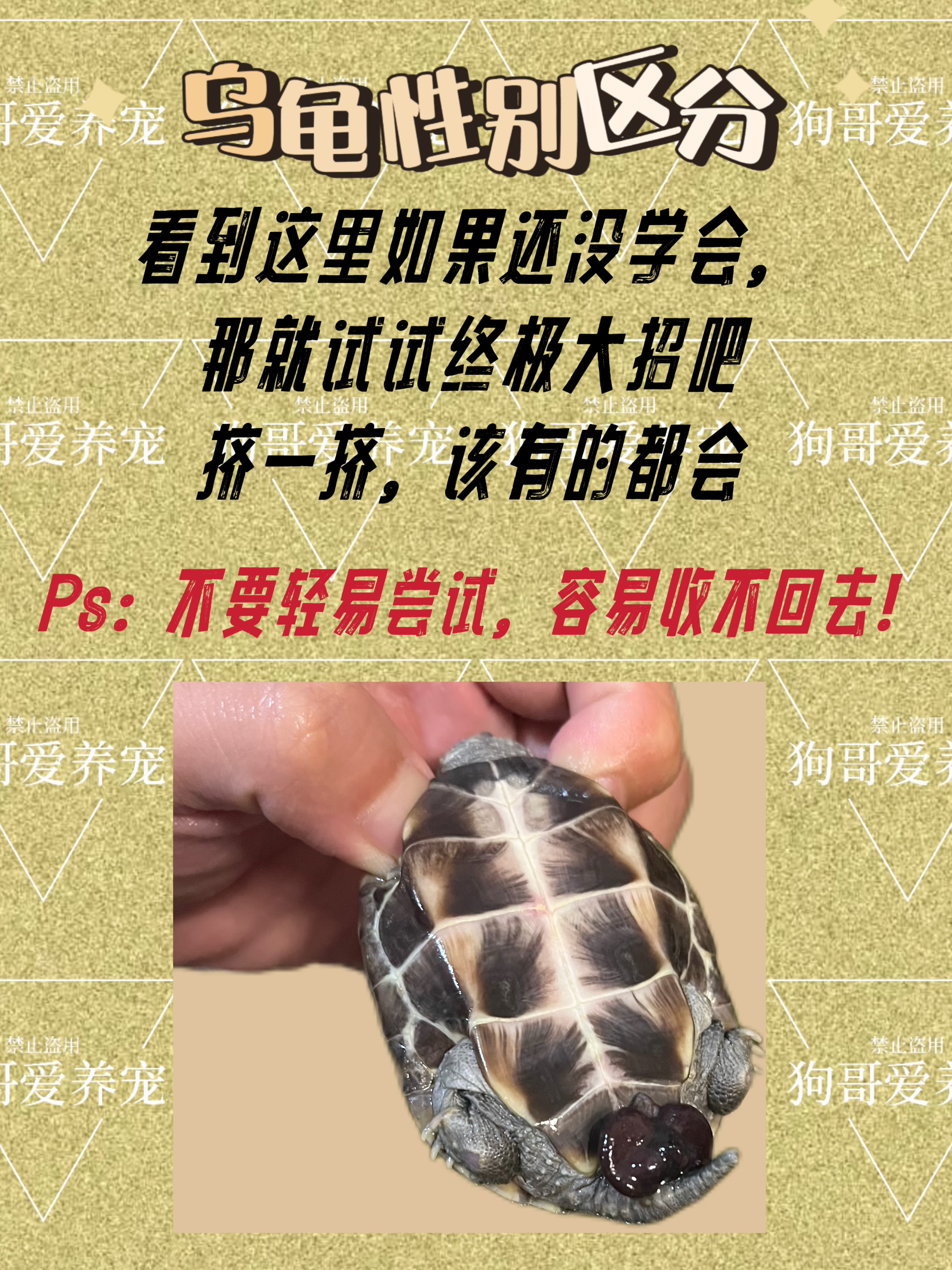 乌龟公母鉴别:关键特征大揭秘  体型:一般来说,成年后的公龟体型相对