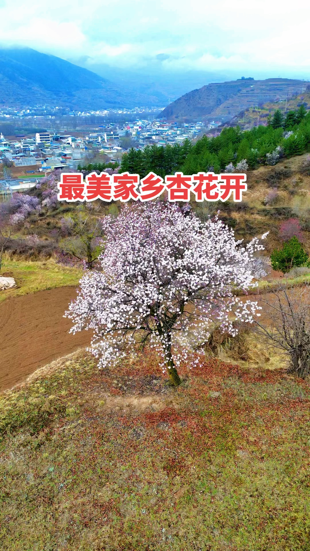 岷县梅川白塔山杏花