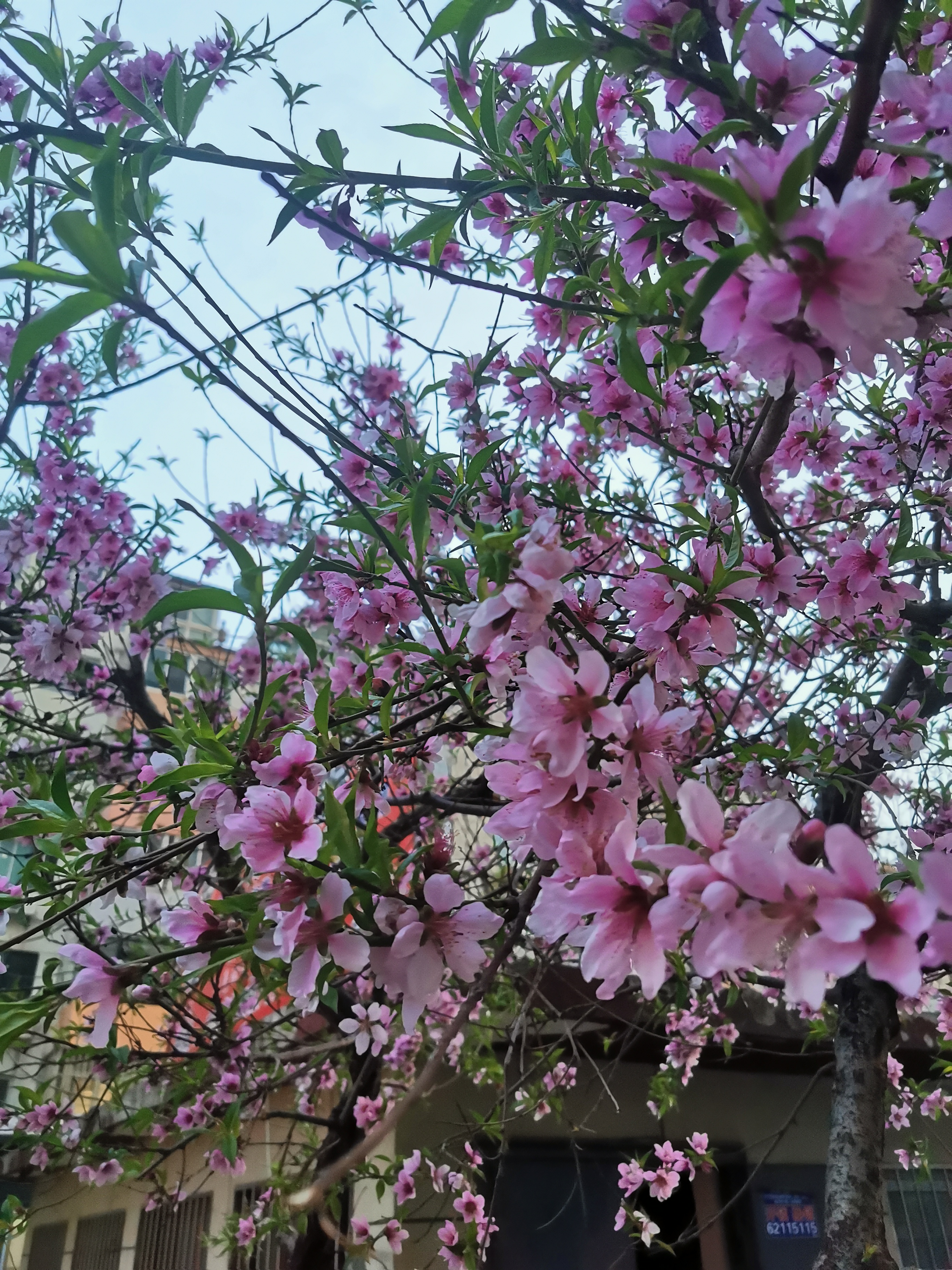 桃花李花竞相开放图片