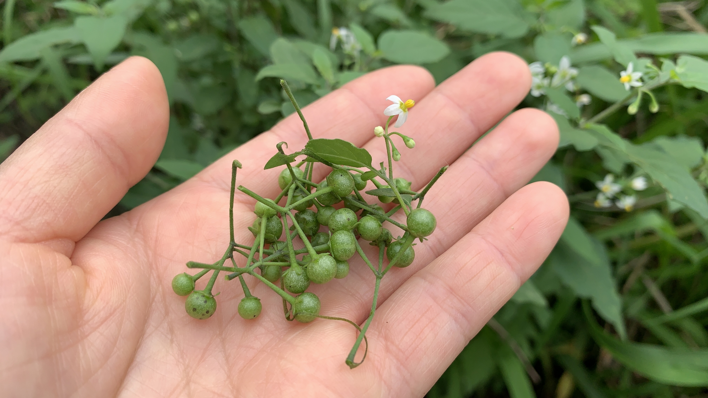 龙葵(白花菜)不能吃,是指那个绿色未成熟的果子不能吃,嫩尖打汤可是很