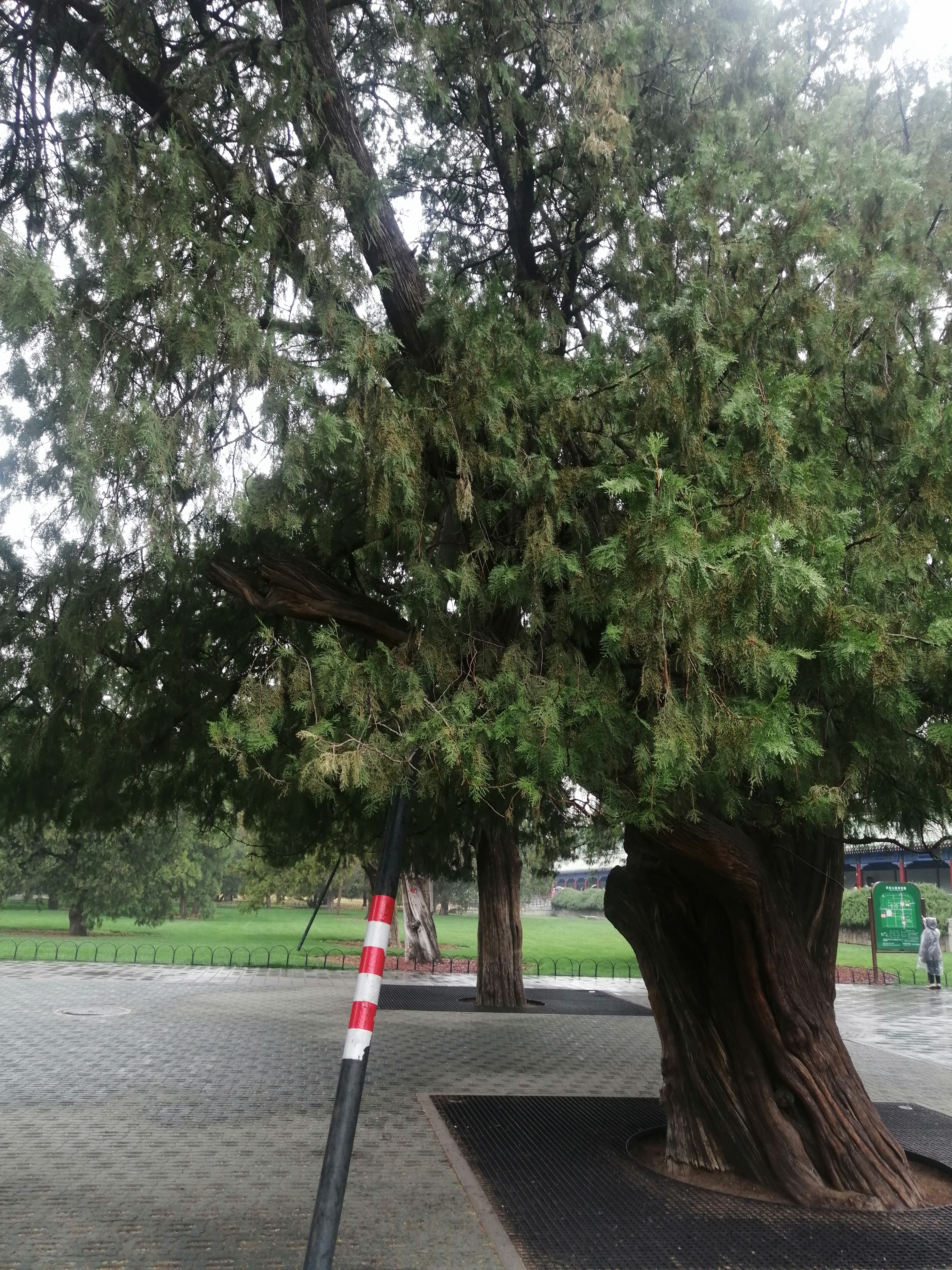 天坛公园里的古老侧柏树,明朝侧柏树龄已达620年