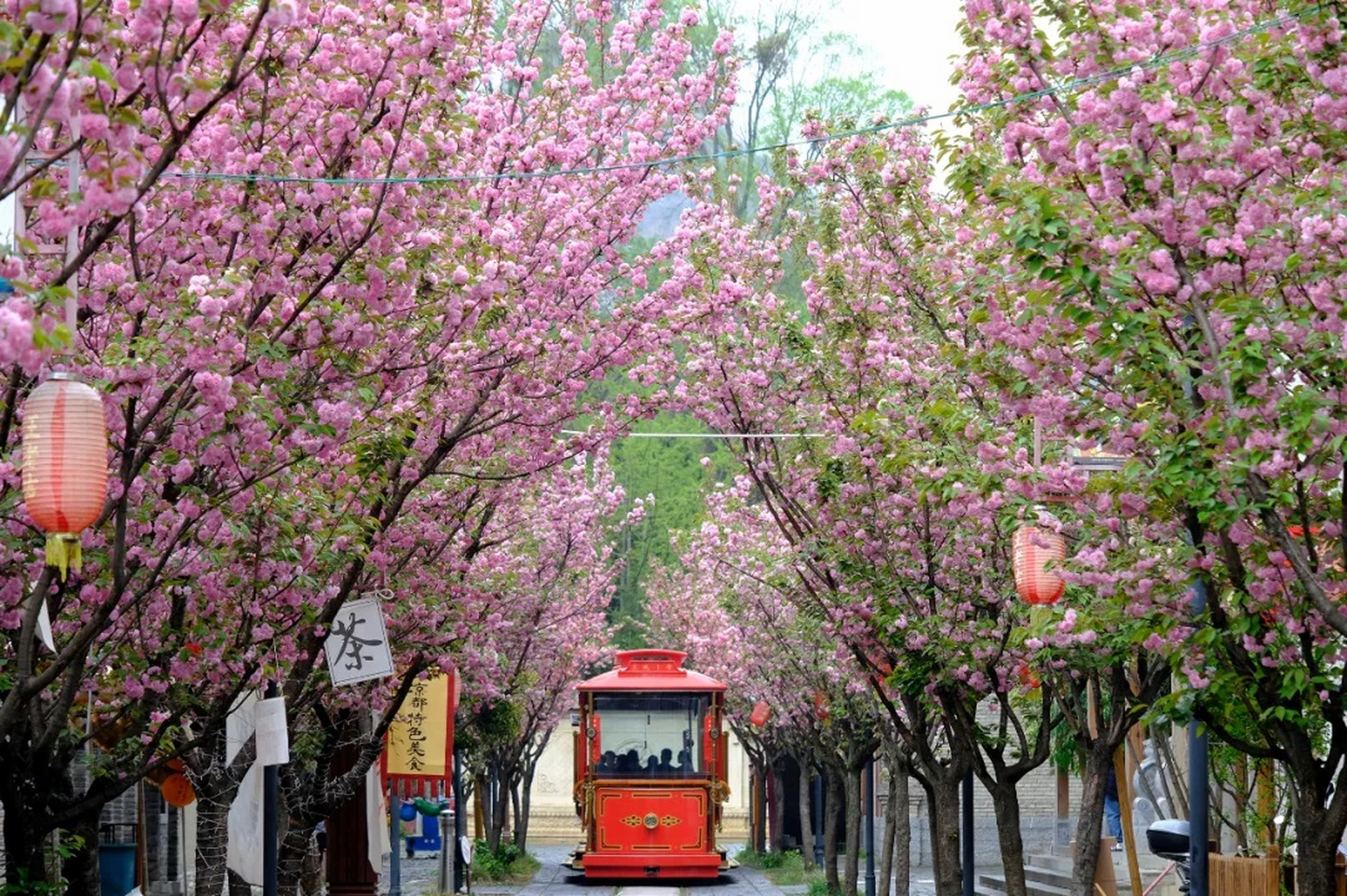 六盘水樱花图片