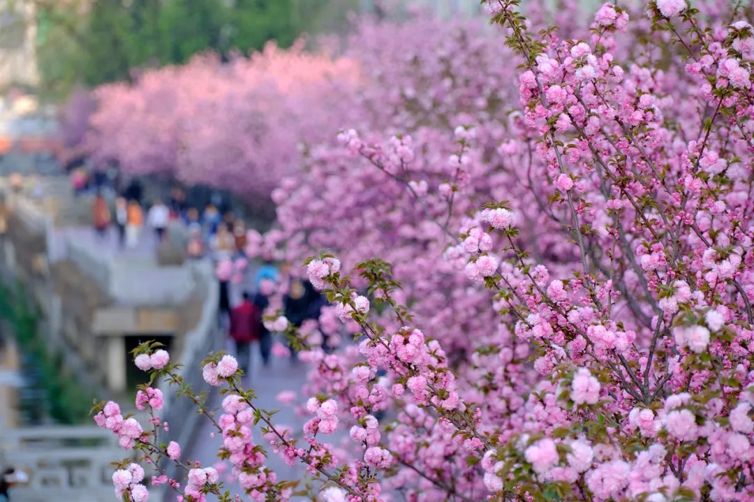 【樱花红陌上 尽享好春光】四月以来,贵州省六盘水市水城河畔樱花竞相