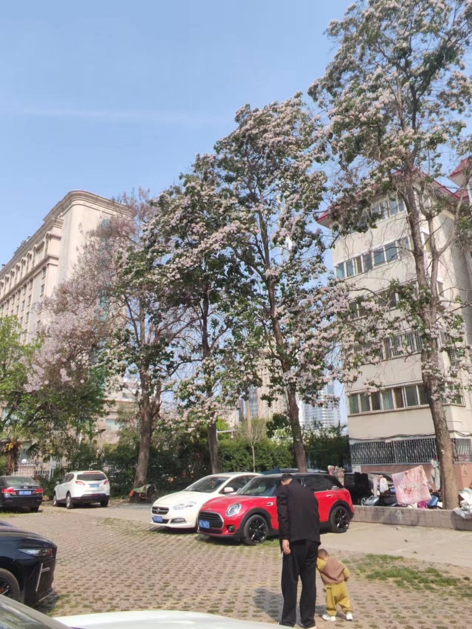 问君早安,春来景鲜!