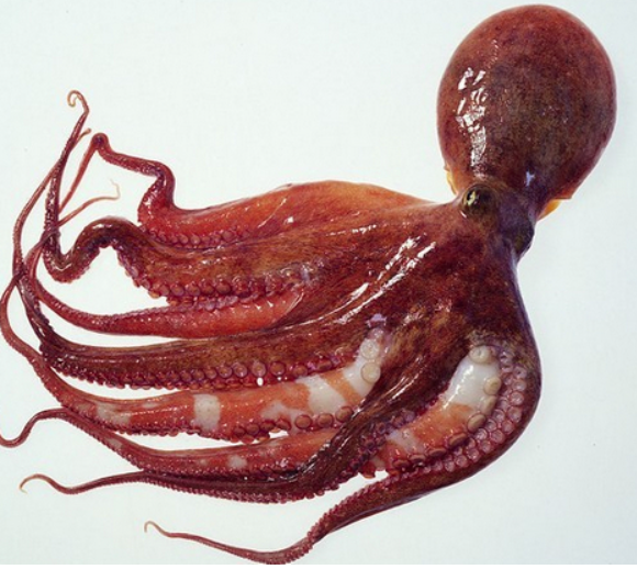 望潮和章鱼的区别