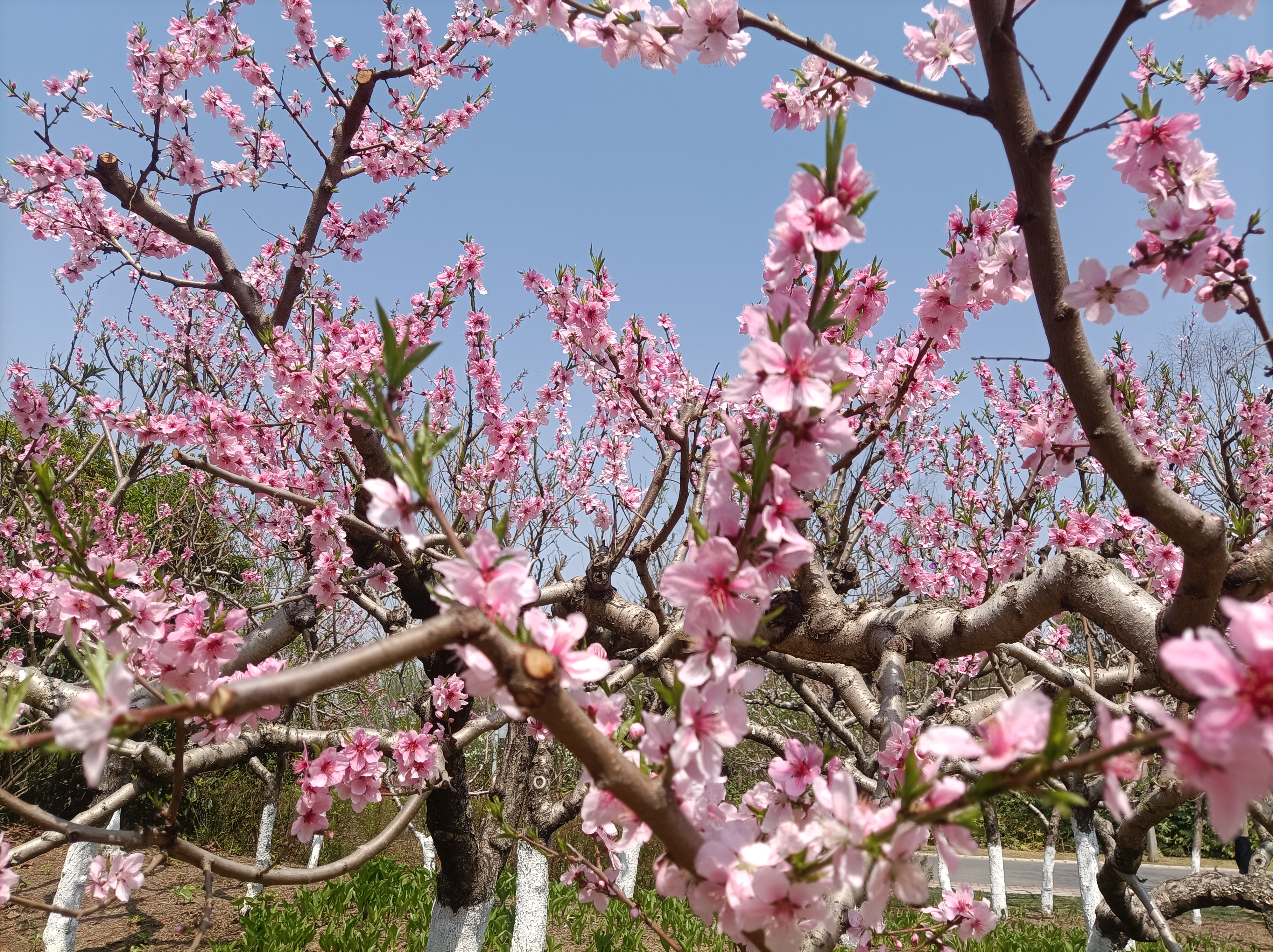 百花盛开芬芳馥郁飘芳香