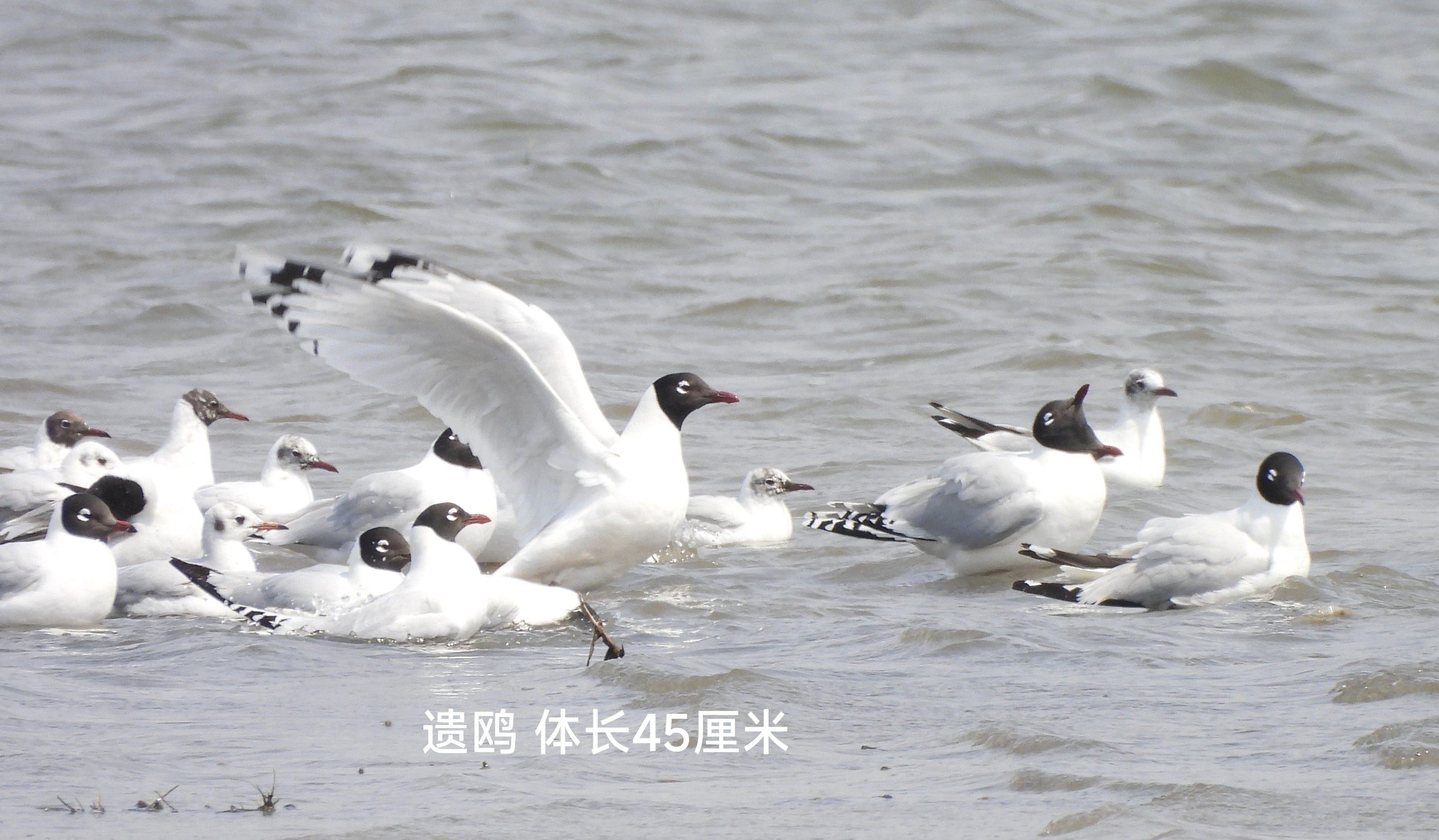 在巩华城北沙河拍摄到—遗鸥