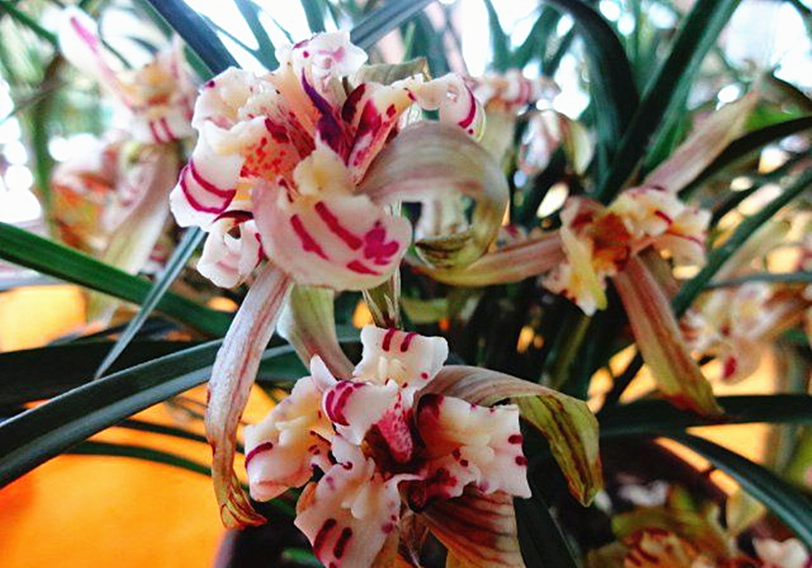 此兰是我国"独有",人称帝王兰花,一开就是一大片,自带体香味