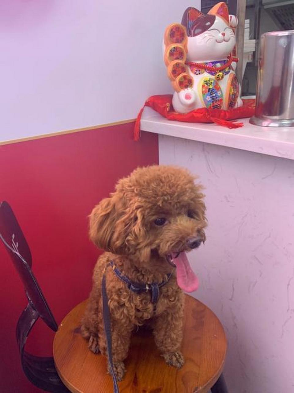 茶杯泰迪是迷你泰迪熊狗,体型小,体重轻,具有迷人外观和可爱特点.