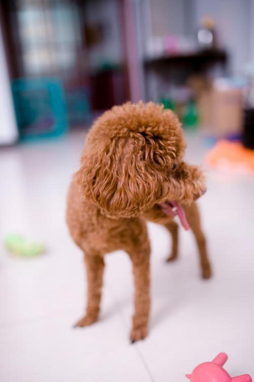 泰迪犬报价市场价图片