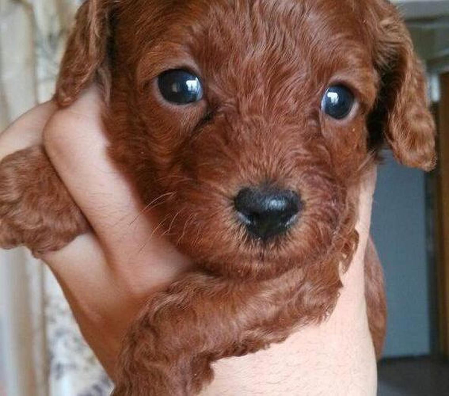 茶杯泰迪犬,超级迷你超级可爱!价格从几千到数万不等哦~心动了吗?