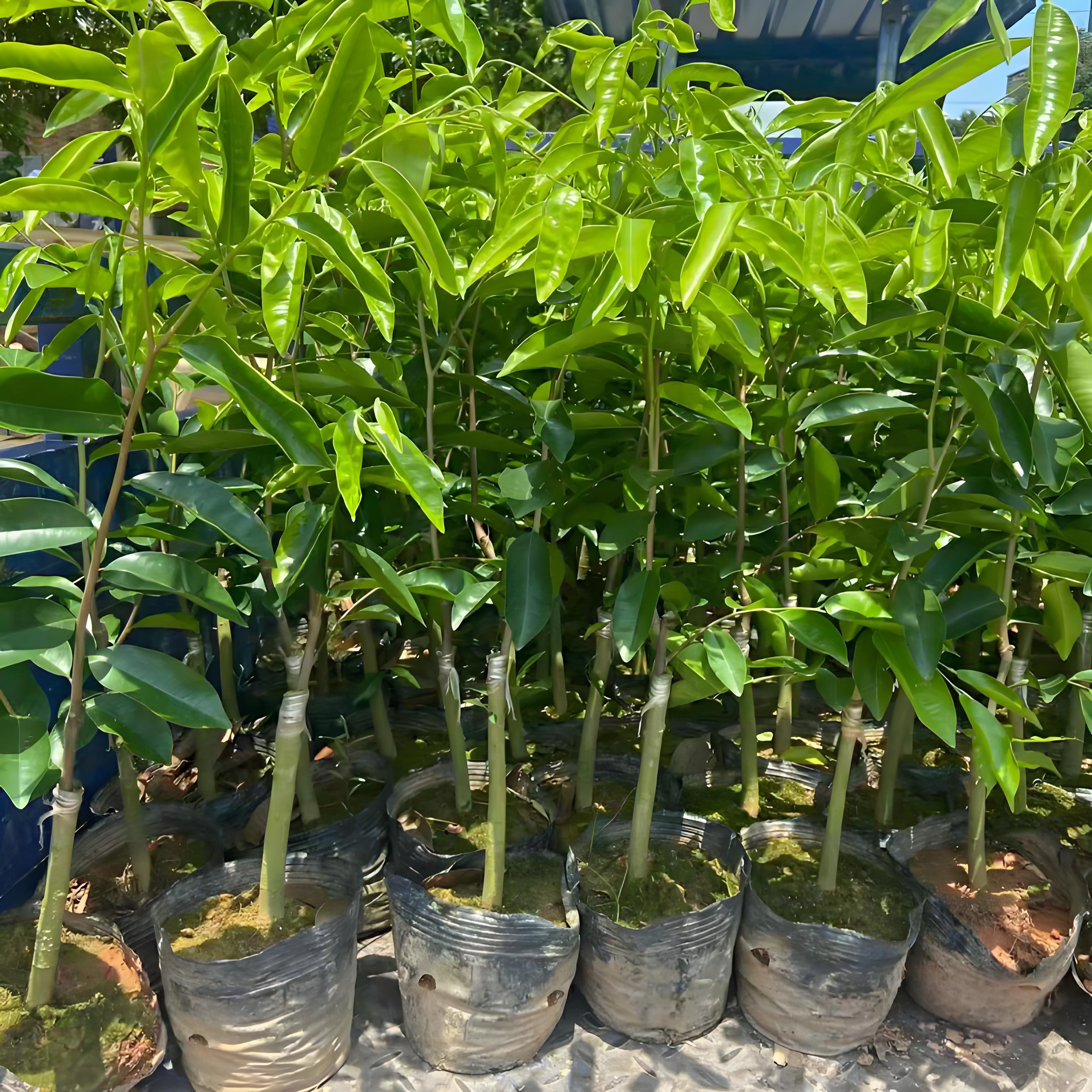 沉香树苗多少一棵,如何种植沉香树?