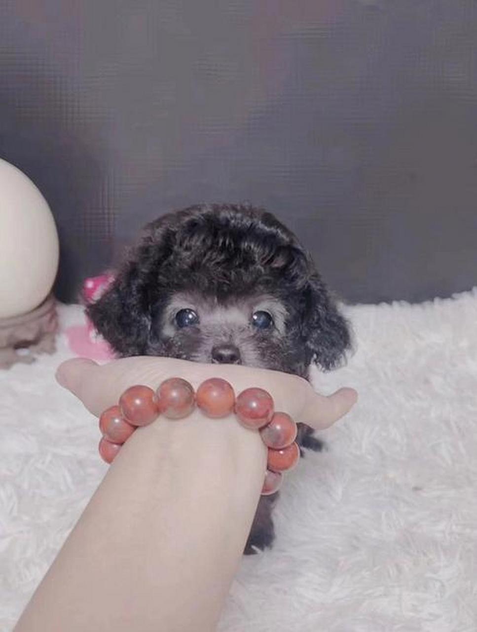 茶杯泰迪是小型犬种,成年身长约8-12英寸,体型小巧可爱,适合公寓生活.