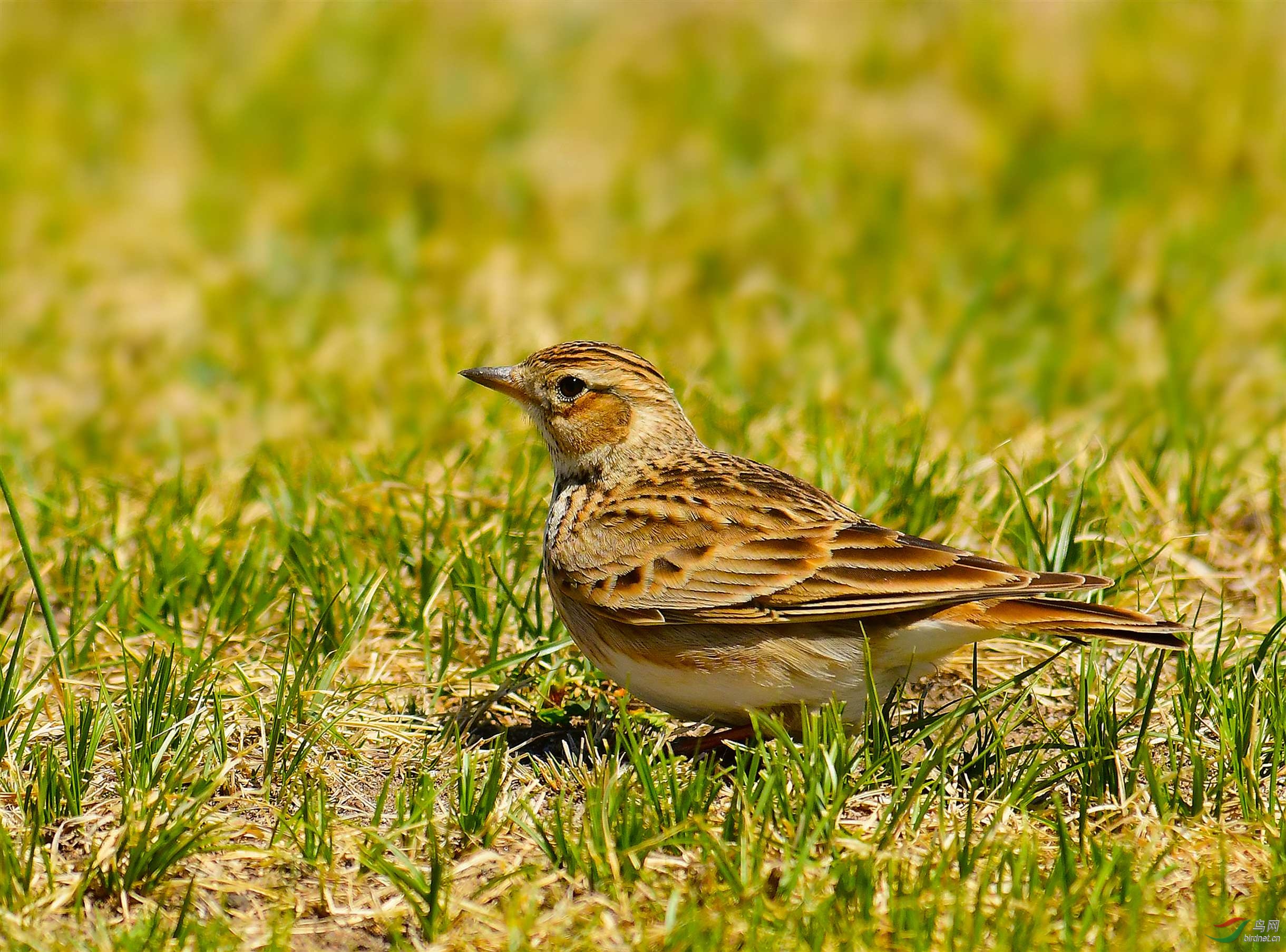 湖北神农架发现中华短趾百灵,为何在我国很常见,在别国却濒危?