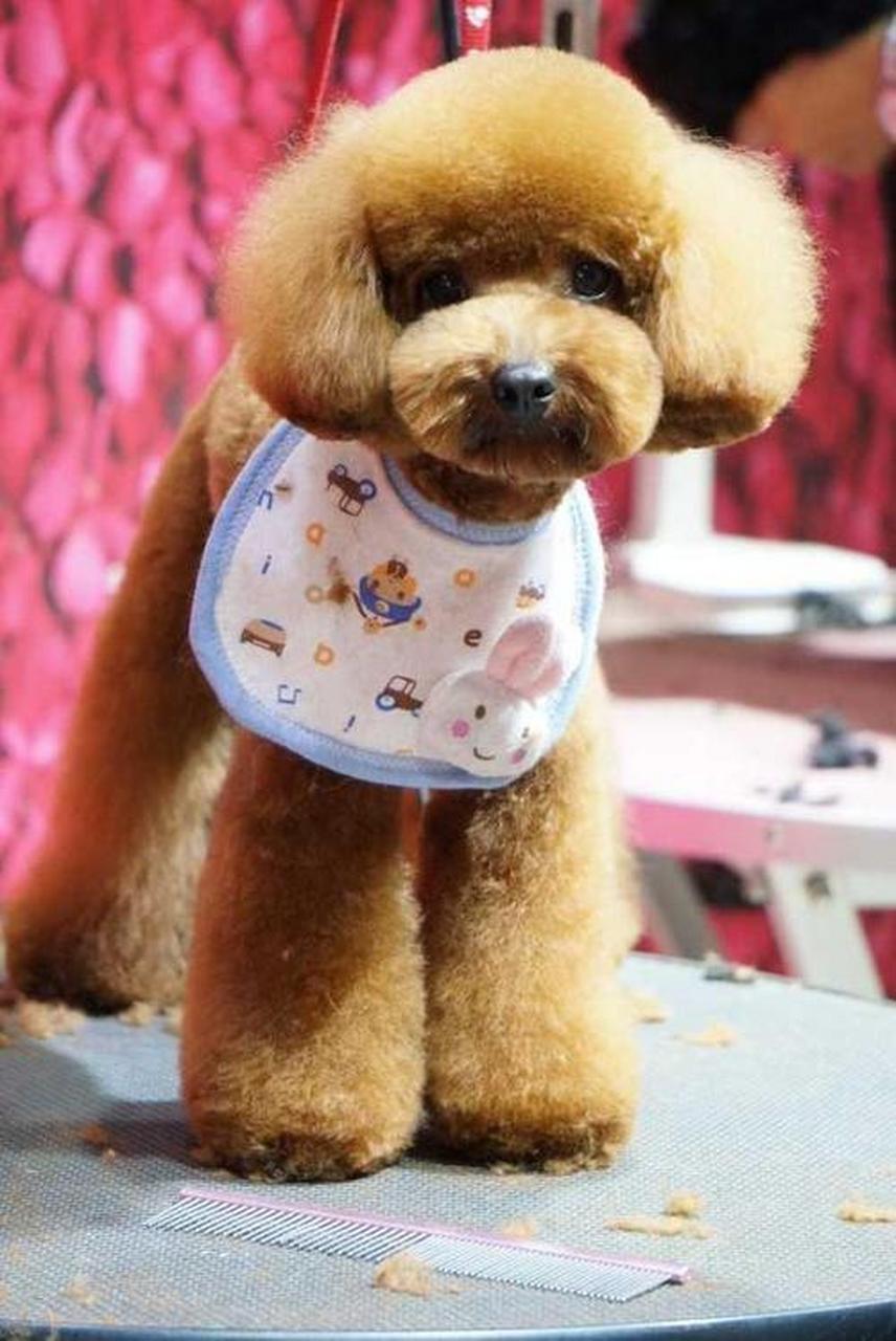 泰迪熊犬,小巧可爱到让人心动!你知道它们体重5-8公斤背后的秘密吗?