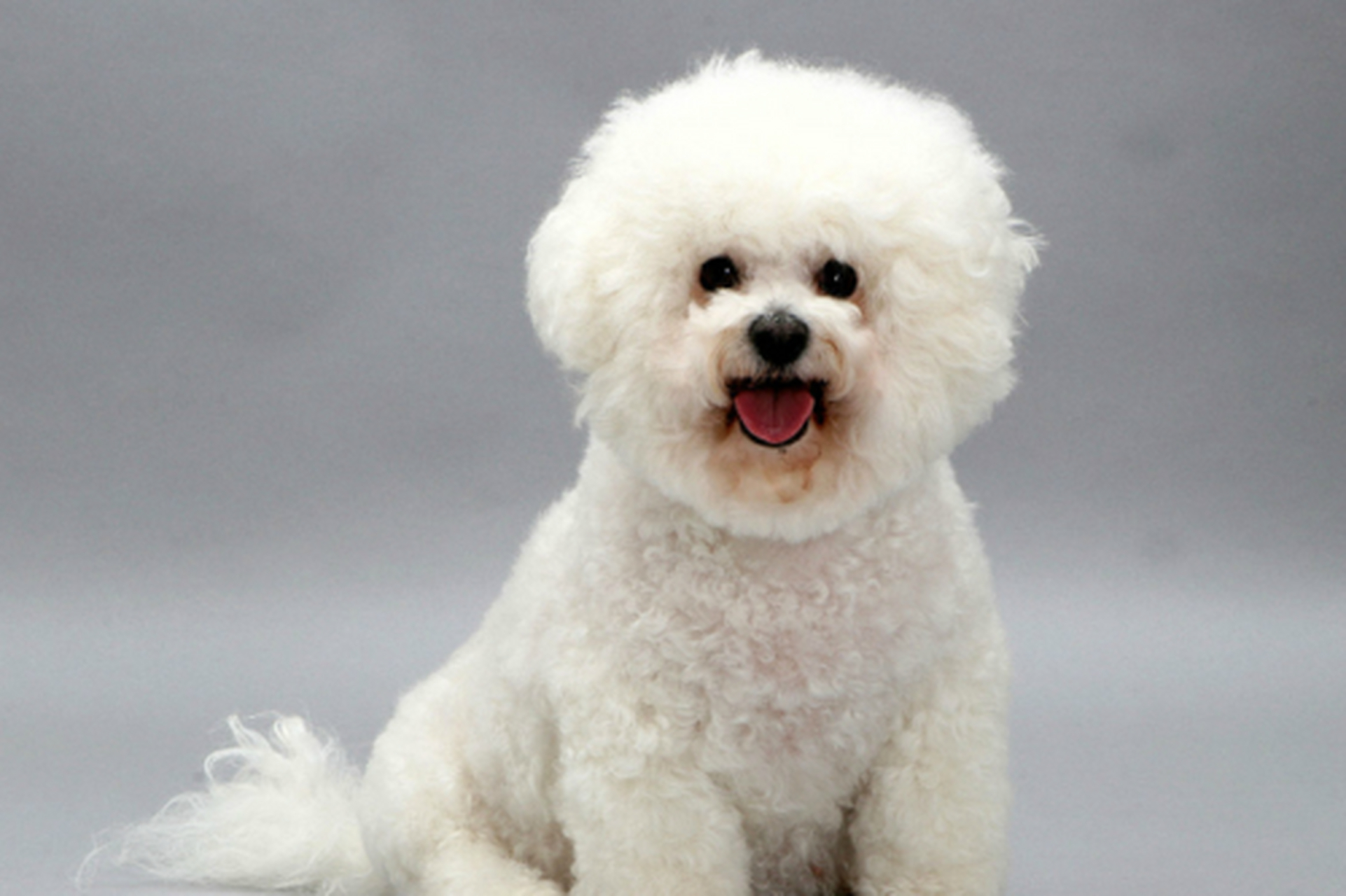 白色泰迪和比熊幼犬是两种受欢迎的小型犬种,外观和性格各有特点.