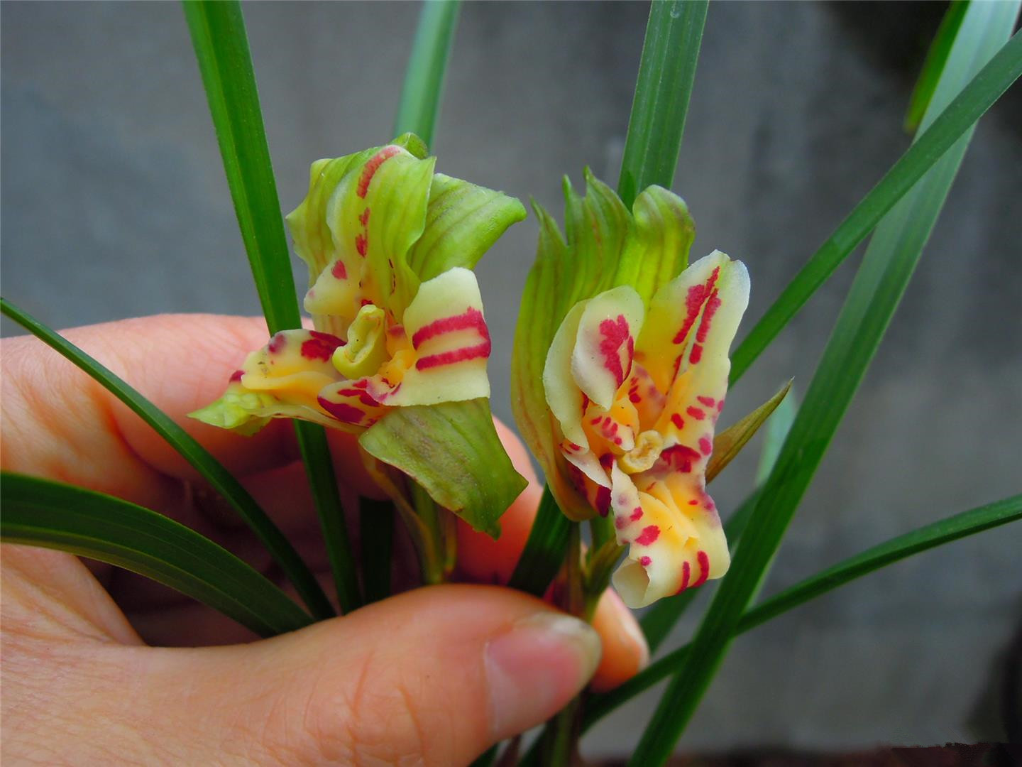 此兰是我国"独有",人称帝王兰花,一开就是一大片,自带体香味