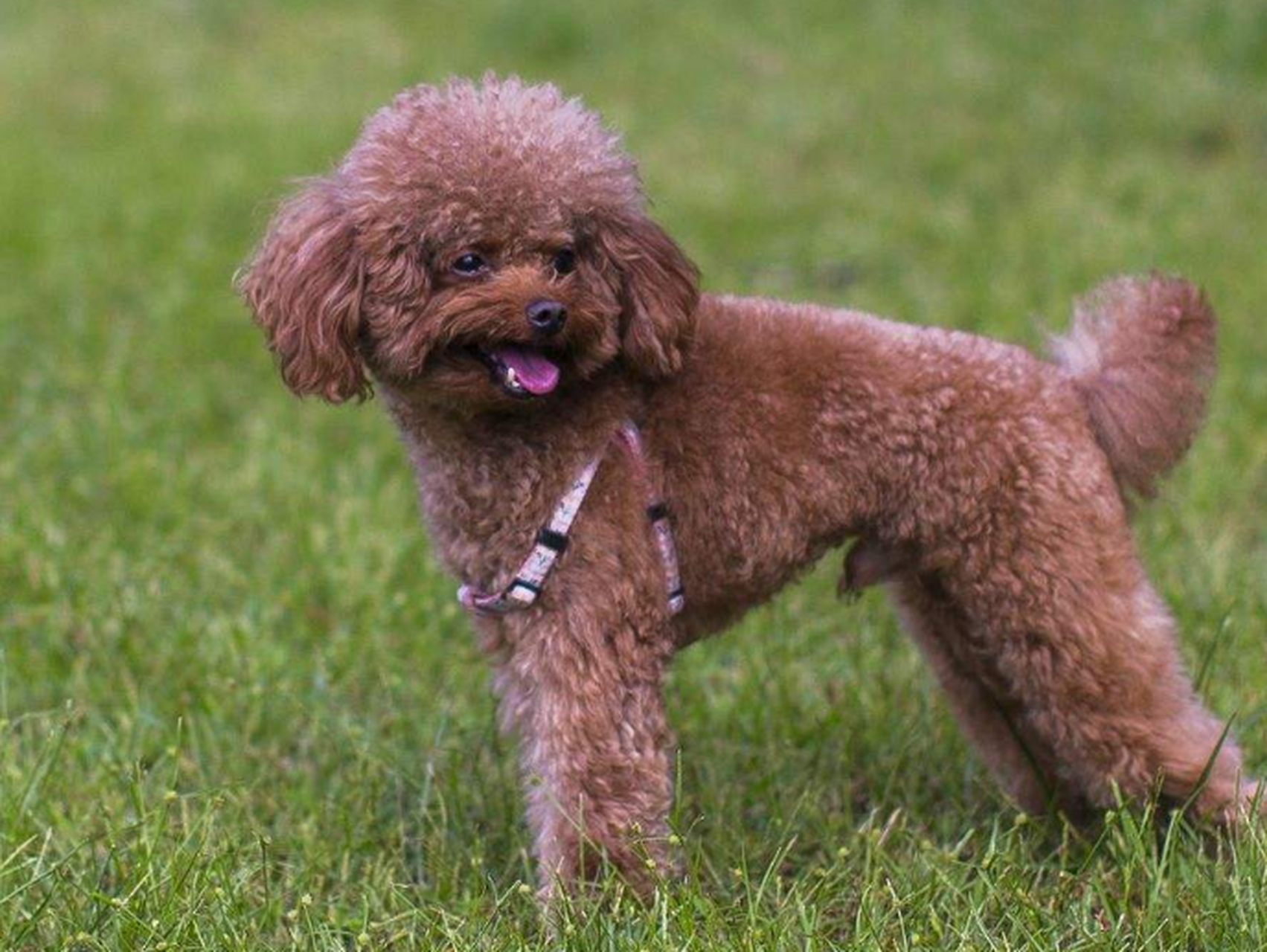 长尾巴泰迪犬以其独特外貌和迷人个性火遍社交平台,成为热门话题王者.