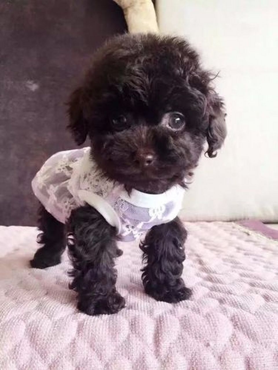 [原文:茶杯泰迪长大后的图片]