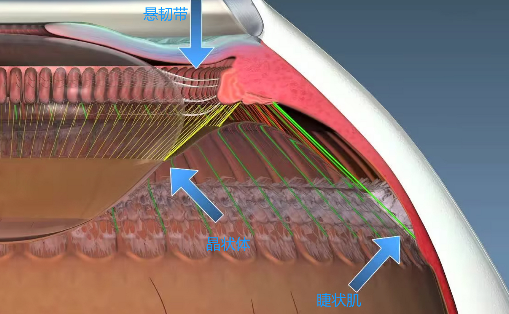 晶状体悬韧带解剖图图片