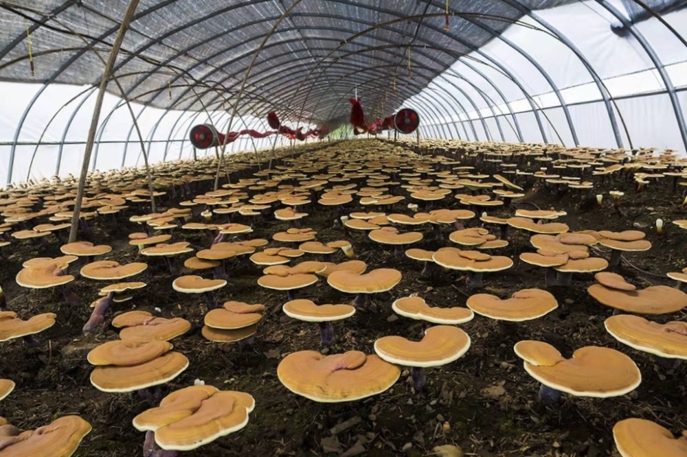 梵瑞盛农业发展有限责任公司与灵芝种植的共赢之道