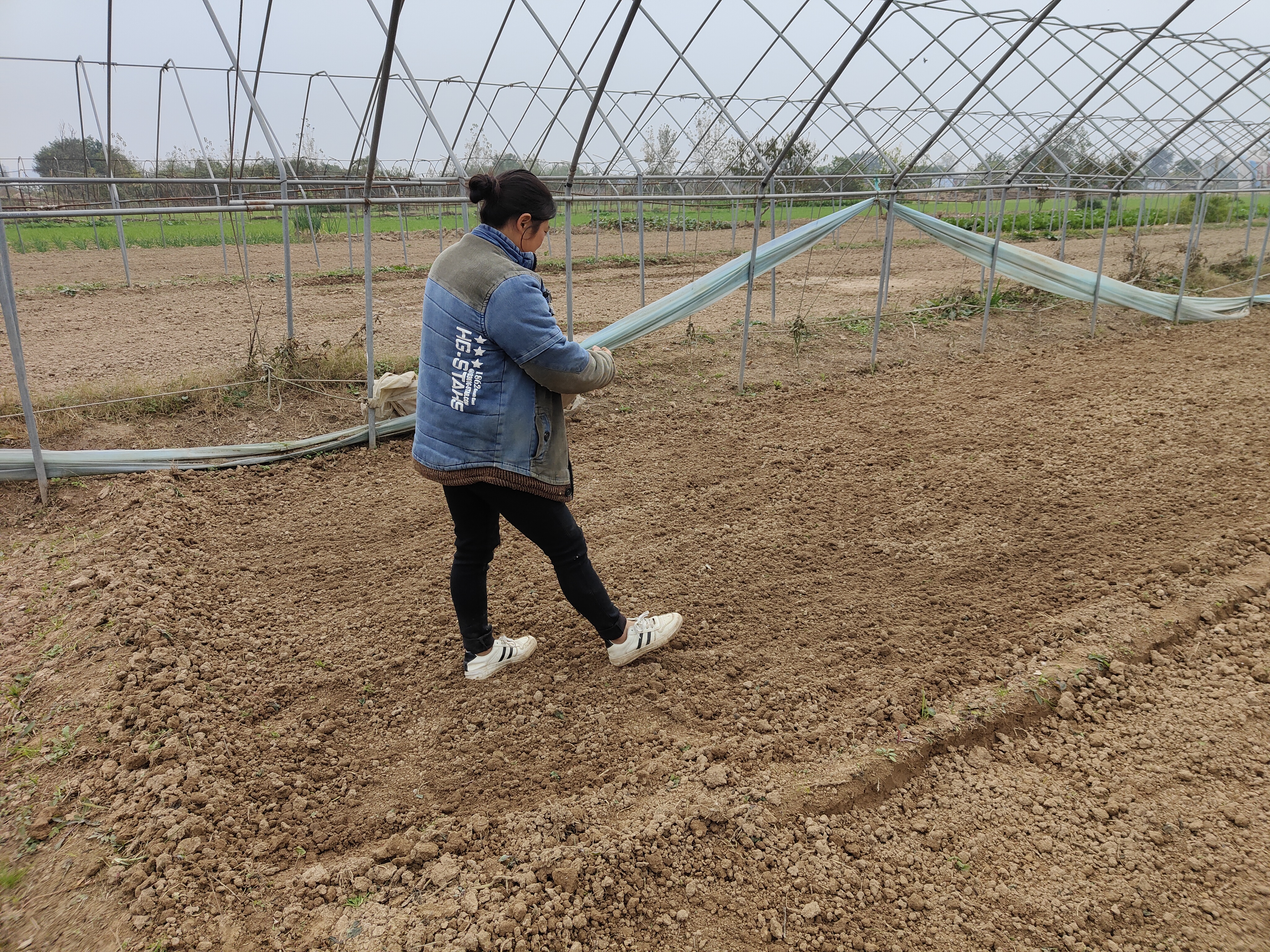 菠菜什么时候播种产量高