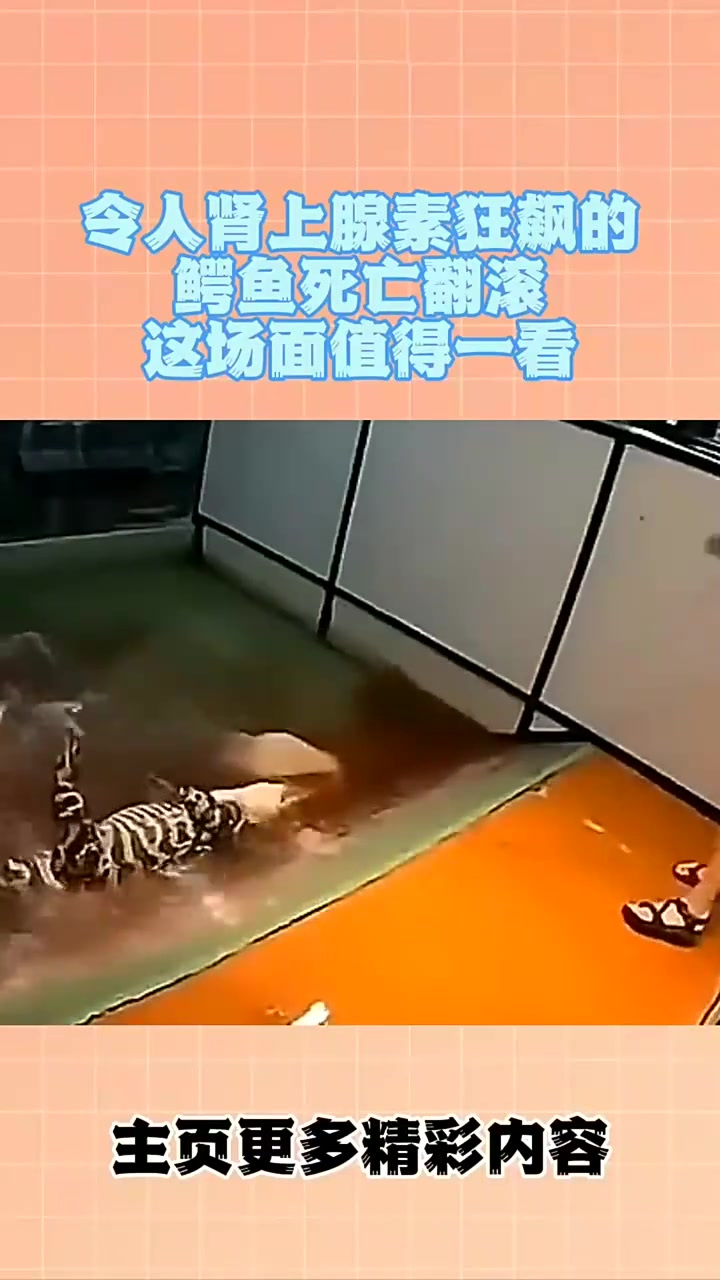 令人肾上腺素狂飙的鳄鱼死亡翻滚这场面值得一看