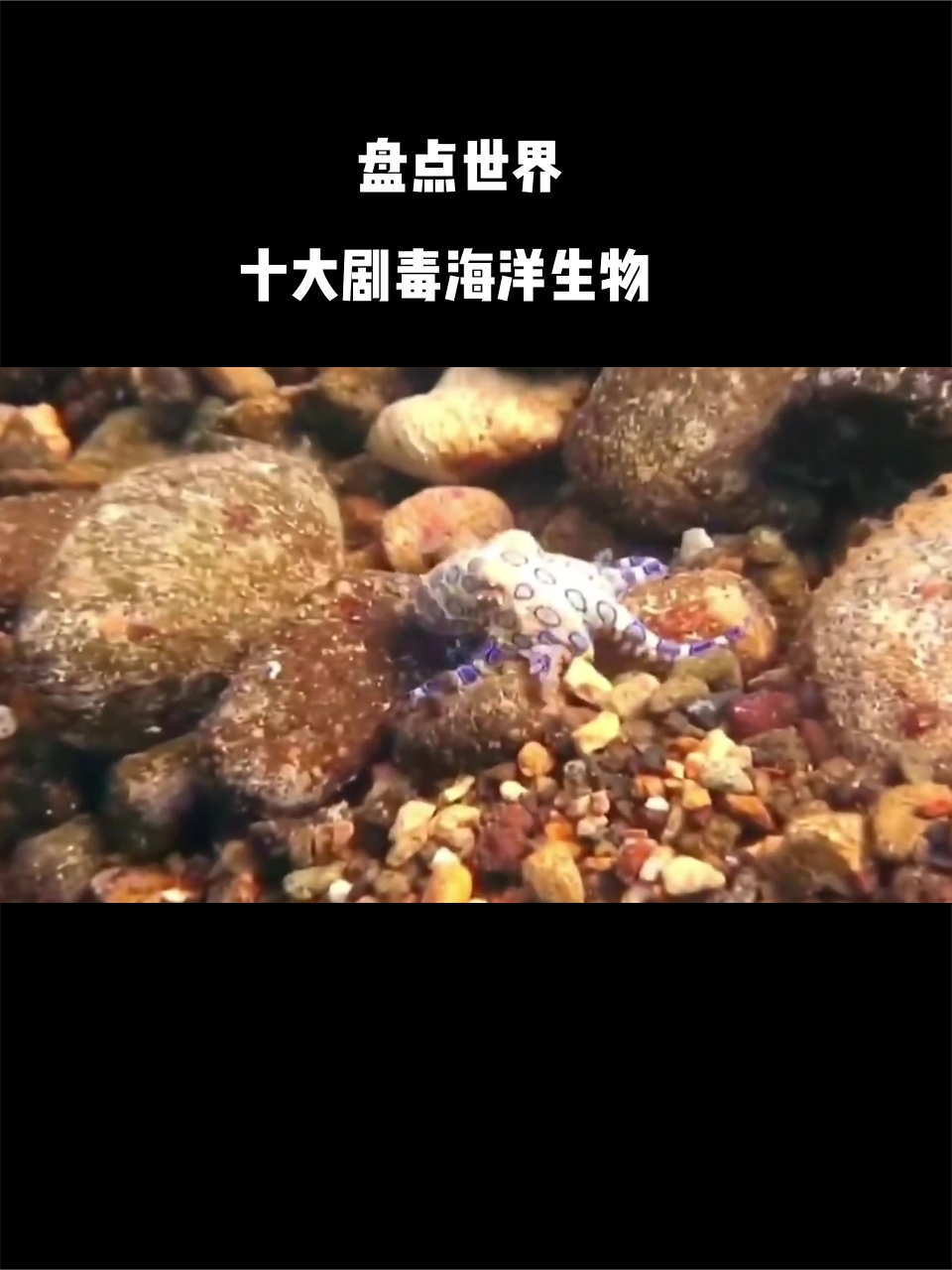 盘点世界十大剧毒海洋生物