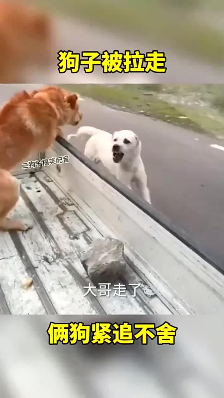 狗子被拉走俩狗紧追不舍