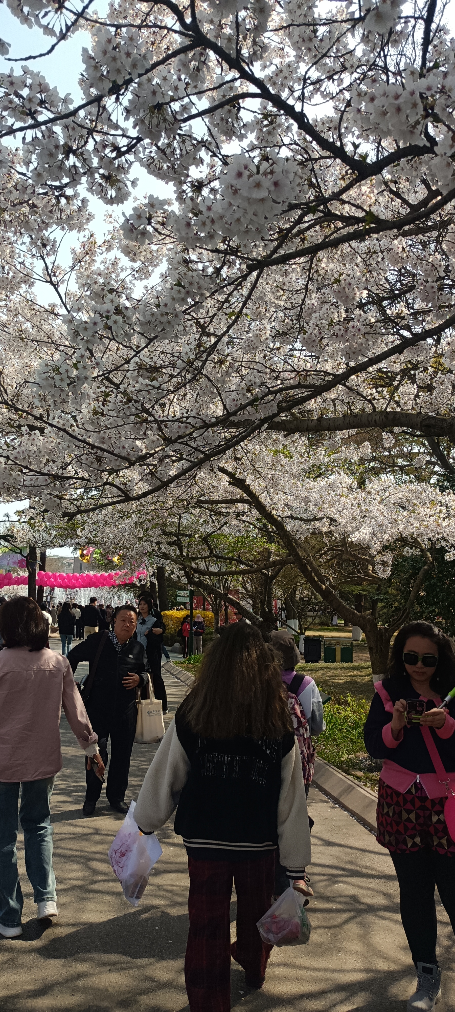 中山公园樱花大道