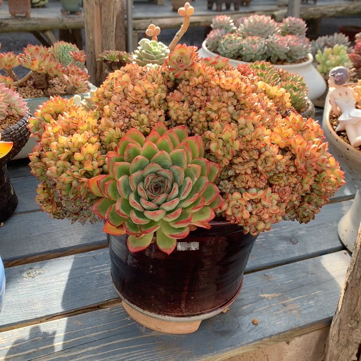 分享一组缀化多肉 1.勇敢缀 2.绮罗缀 3.蒂亚缀 4.纸风车缀 5