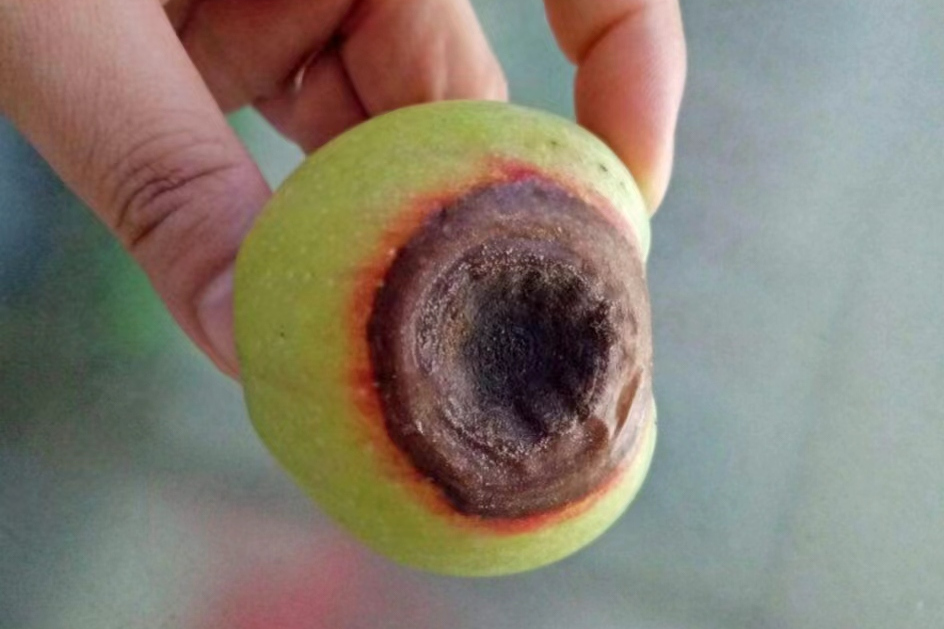 苹果炭疽病在我国辽宁,陕西等苹果产区均有发生,尤其在黄淮和华北地区