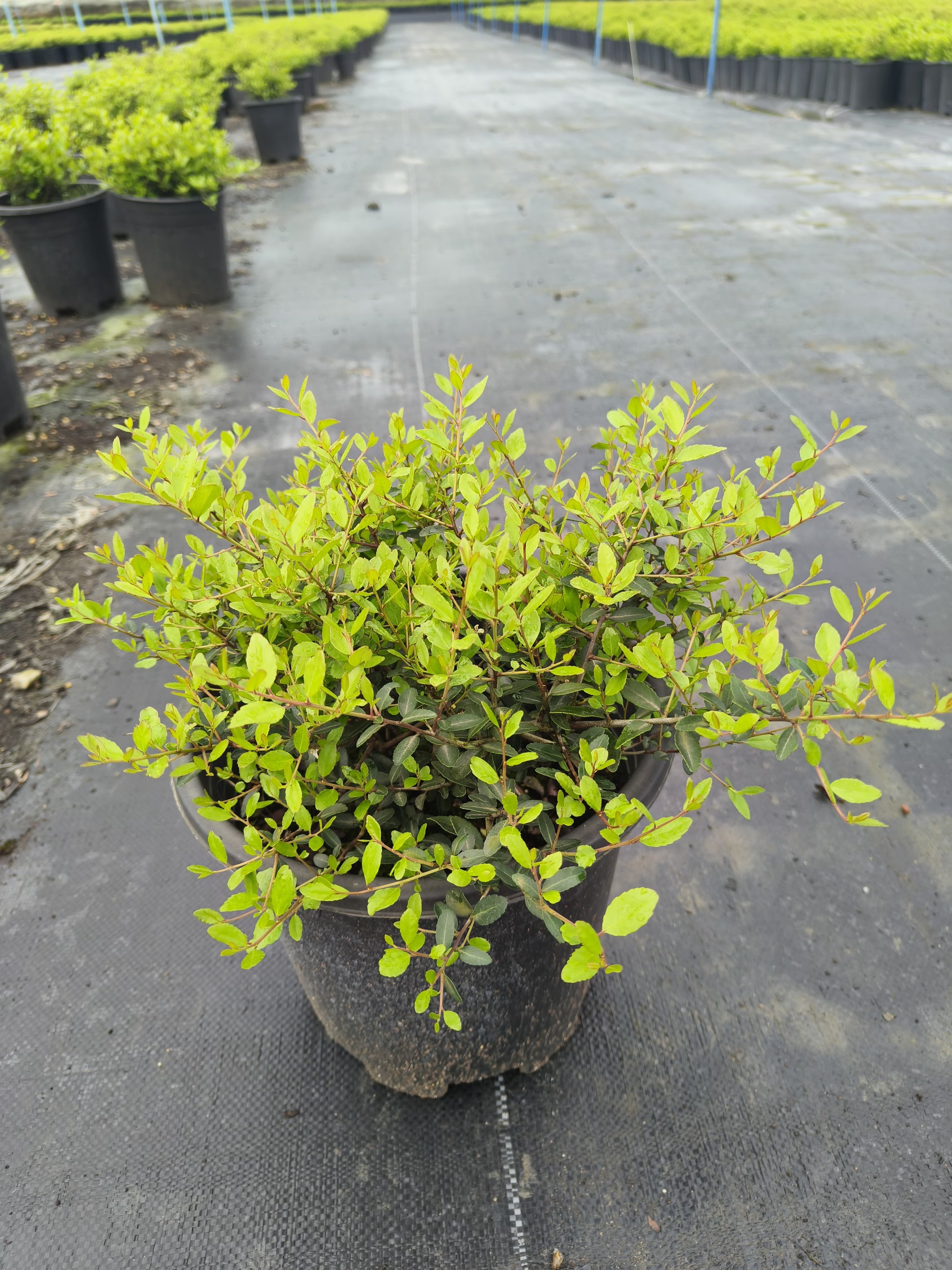 冬青先令的养护与观赏价值