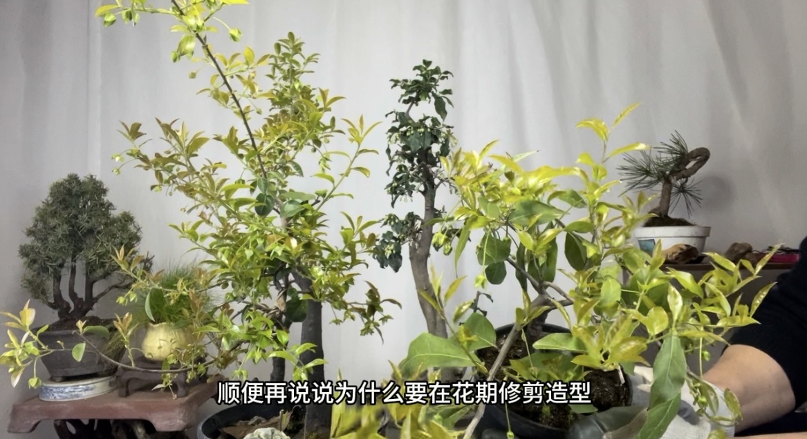 盆景金弹子是什么植物类型