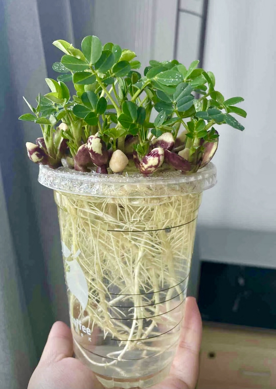 水培花生绿植,主打一个省钱,各种不要的杯子,瓶子都可以利用起来哦?