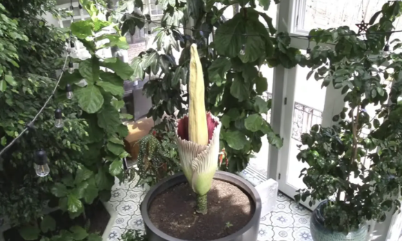 难得一见!十年只开花3天的尸体花,首次在私人住宅里绽放