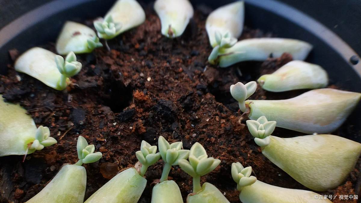 简单几步,教你如何用多肉叶插繁殖新植株