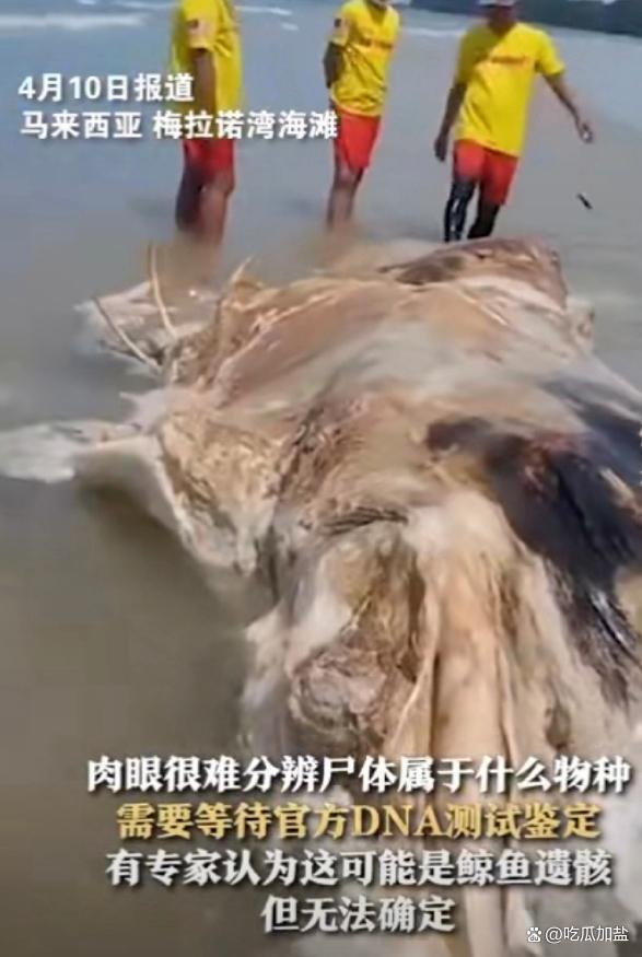 在马来西亚梅拉诺湾海滩上,一具神秘而庞大的动物
