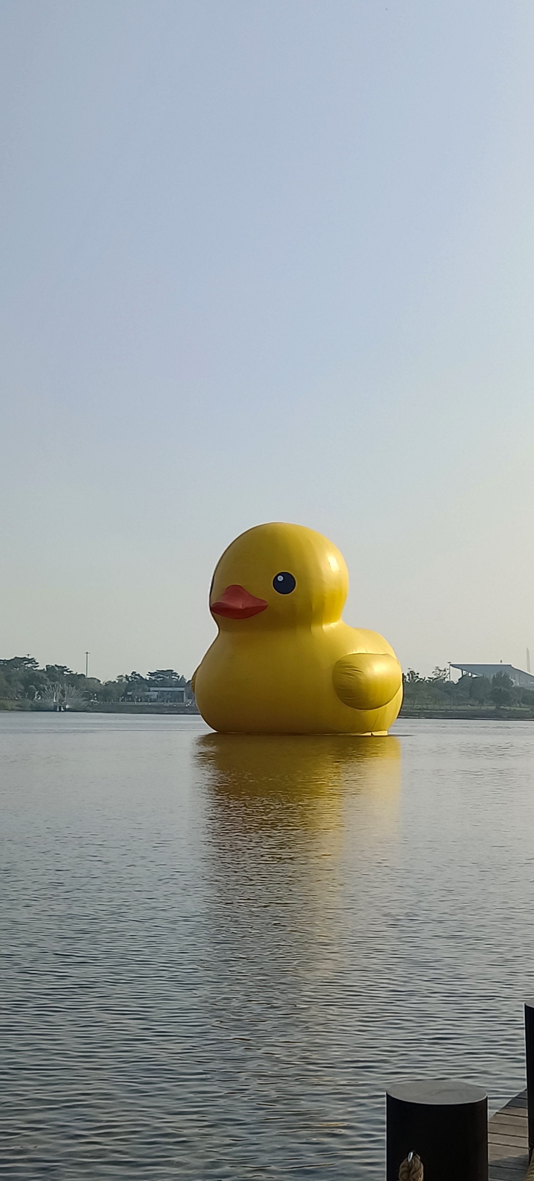 最大的鸭子图片