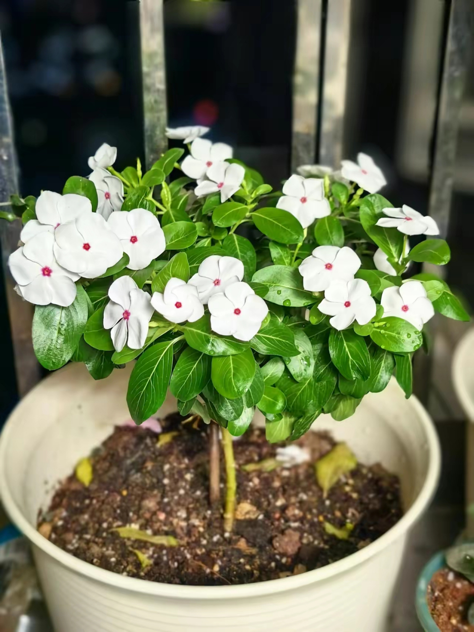 长春花在广东南部一年四季都能开花.茎叶有毒性虫子不爱吃.