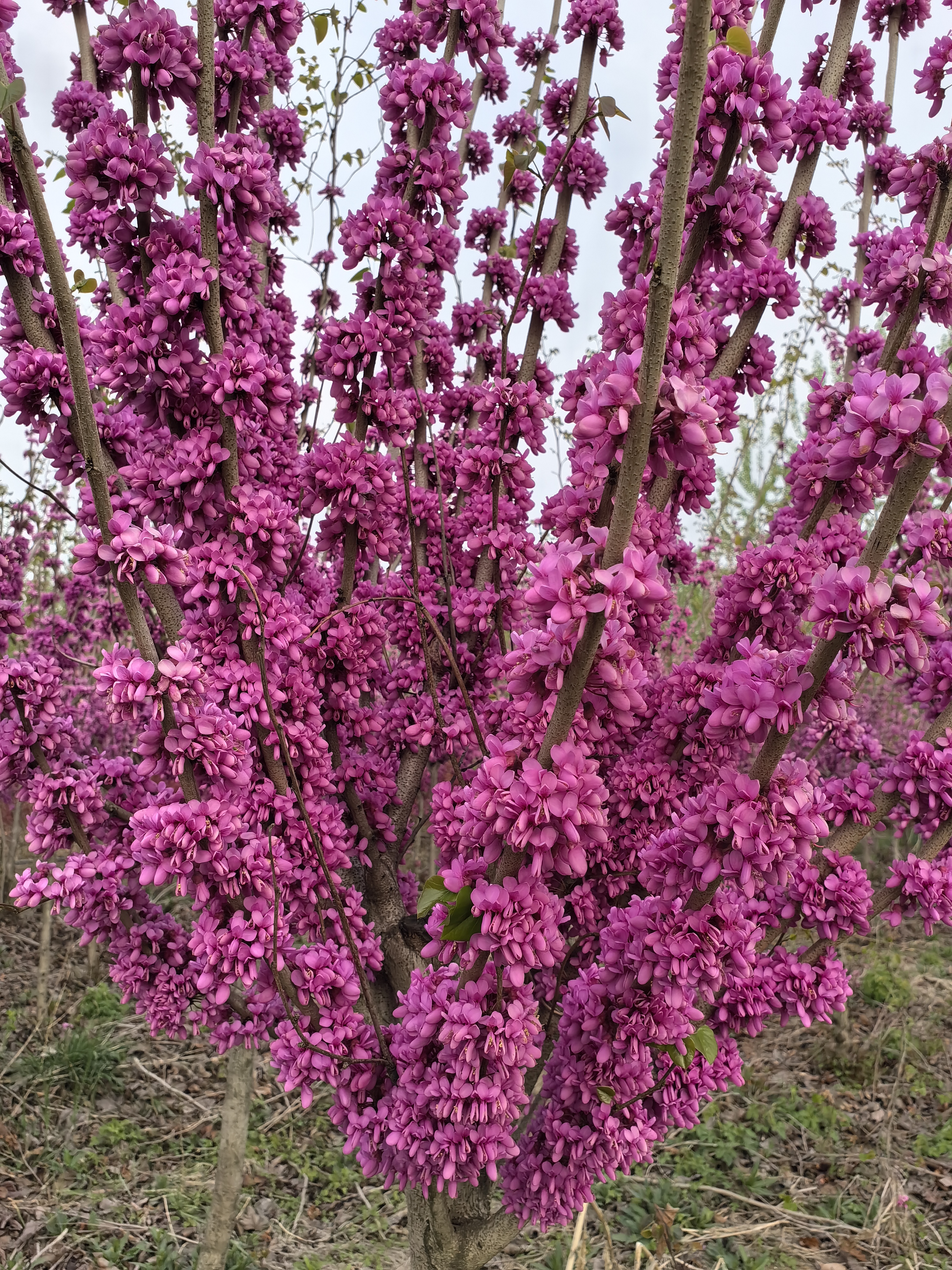 紫荆花高清图片真实图片