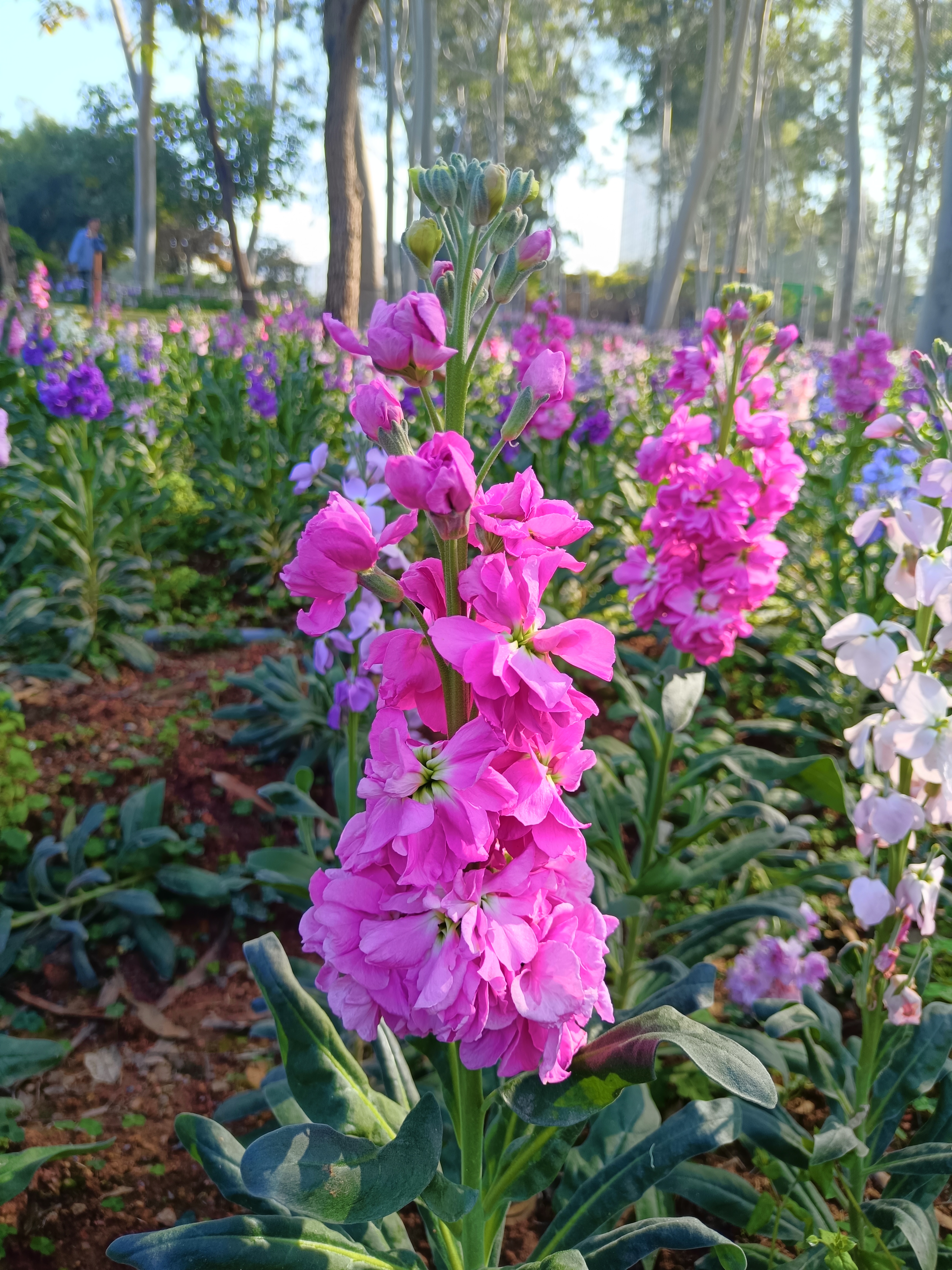 厦门忠仑公园,紫罗兰花盛开,五彩斑斓,美不胜收.