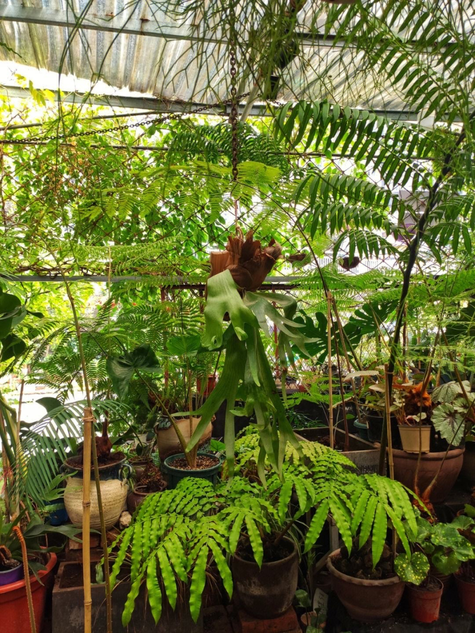 温度和湿度:保持适宜的温度和较高的空气湿度.