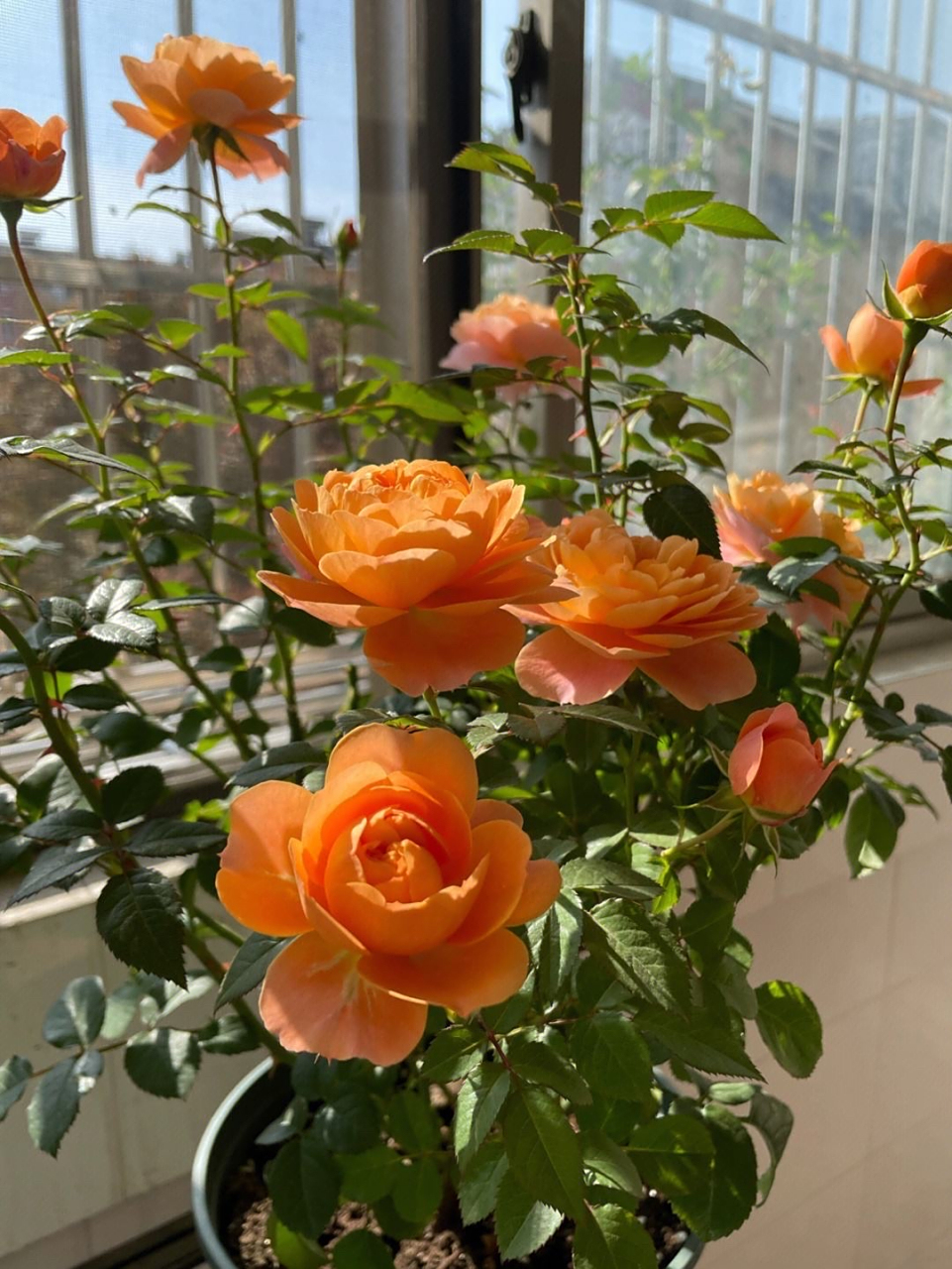 果汁阳台是一种非常受欢迎的月季品种,它具有以下优点:  1.